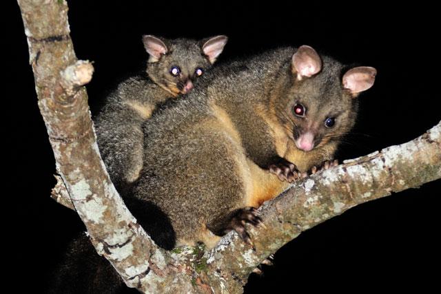 two possums in tree in new zealand