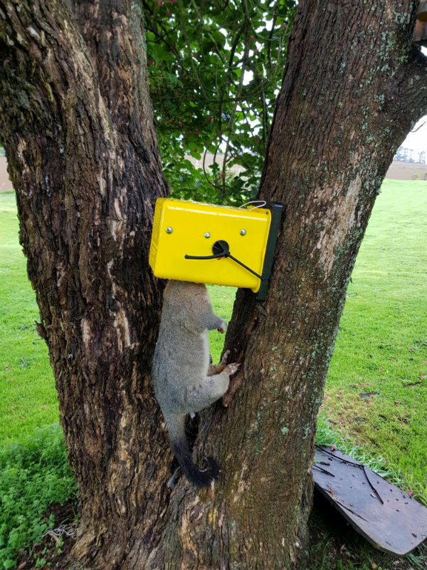 Flipping Timmy possum trap with a dead possum in it.