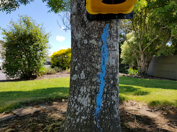 A blaze of Smooth paste - a blue, non-toxic lure or prefeed for possum and rat control - down a tree trunk below a Flipping Timmy possum trap.