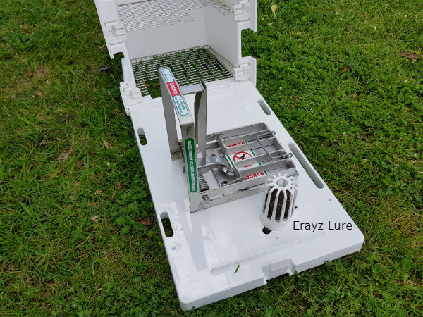 Erayz non-toxic jerky block - a lure for stoat, ferret, weasel, and rodent control - sitting in a DOC250 trap.