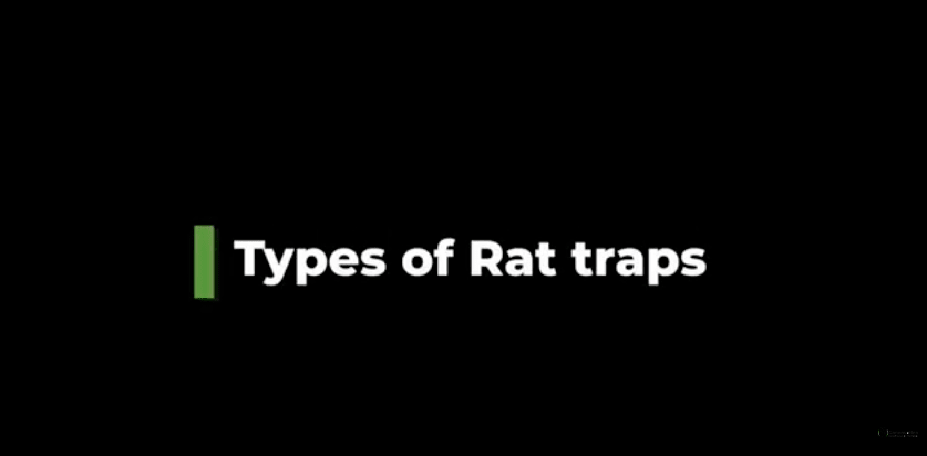 Rat Trap Options and Troubleshooting 