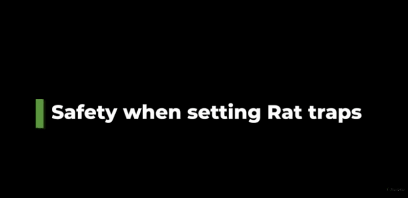 How to Safely Set Rat Traps