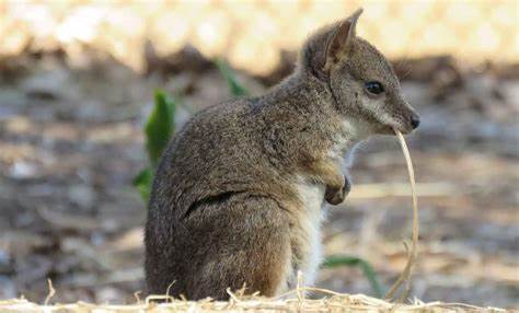 A Beginner's Guide to Wallaby Control