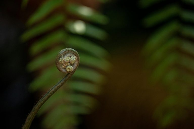 Celebrating and Protecting New Zealand's Native Plants: An In-Depth Look