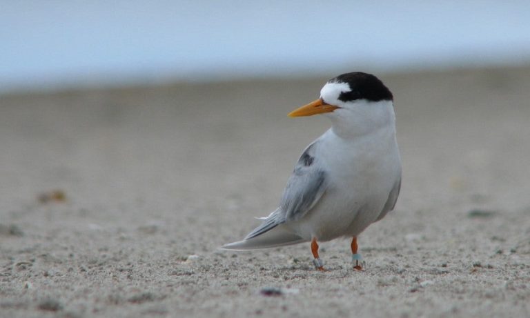 Protecting New Zealand’s Rarest Seabird: How Pest Control Can Save the Fairy Tern (Tara Iti)