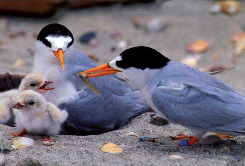 Fairy Tern and babies