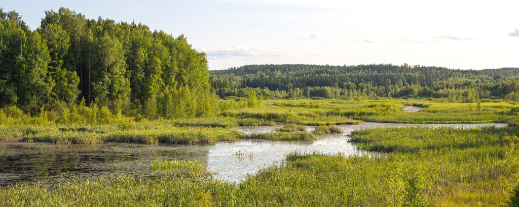 Forest Wetlands