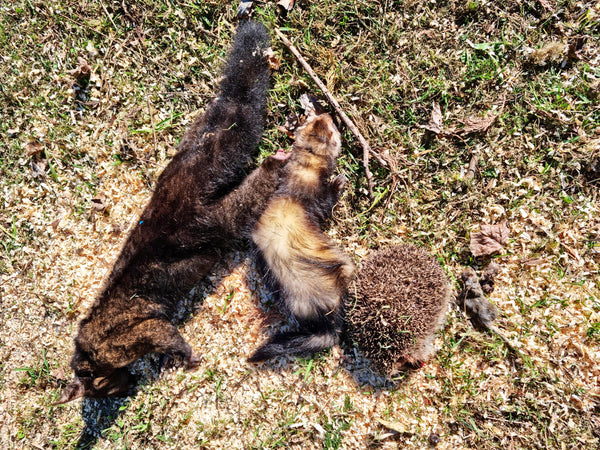 Ferret and Hedgehog
