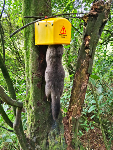 Possum caught in a Flipping Timmy