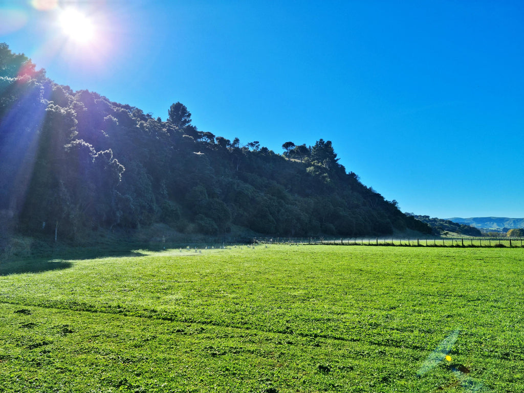 Property in Wairarapa Wellington