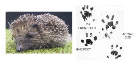 Hedgehog footprint on an ink tracking card